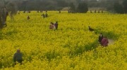 伊良湖菜の花ガーデン