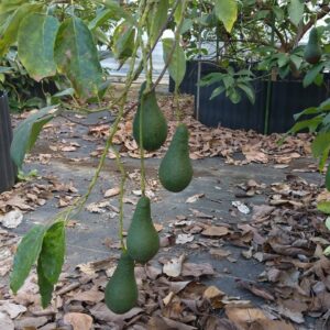 アボカド収穫！