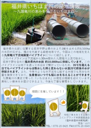 福井県産「いちほまれ」産地情報