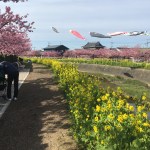 渥美半島　桜まつり