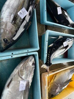 お盆は近海マグロと伊勢海老