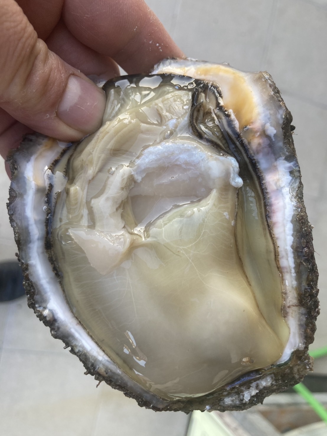 年末年始(1月12月)休業日のお知らせ