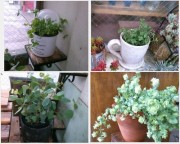 新しい植物